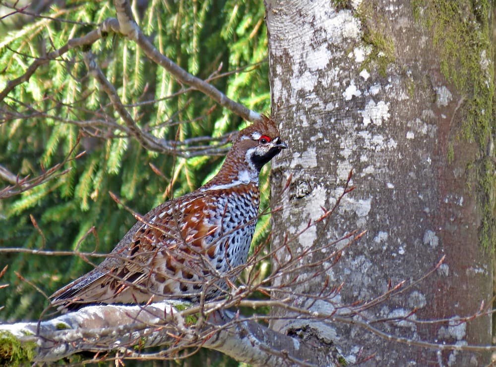Gélinotte des bois